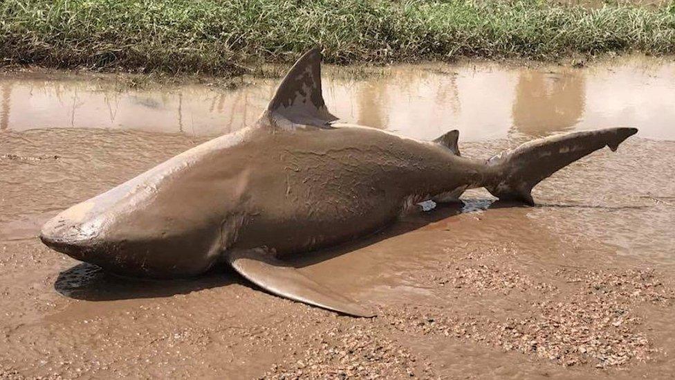 A bull shark that was found washed up on a road.