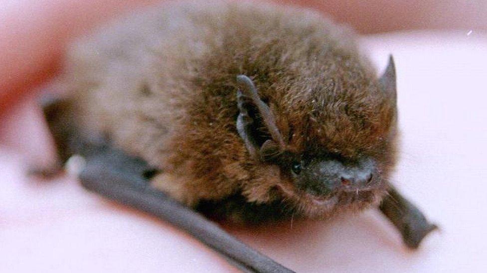 Pipistrelle