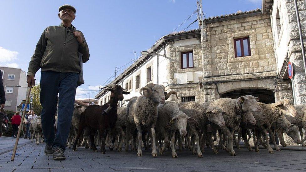 Shepherd guiding his herd of sheep through the streets