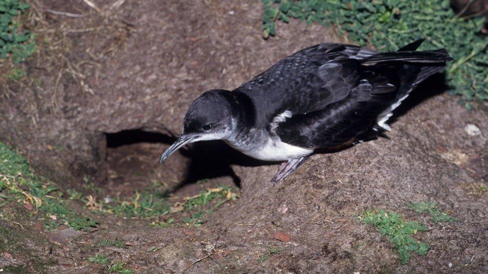 Manx Shearwater, Puffinus puffinus, at entrance to nest burrow, Skomer Pembrokeshire, Wales