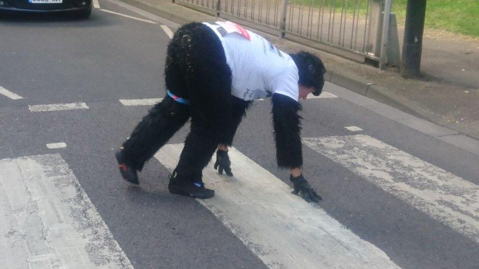 Mr Gorilla crawling across a zebra crossing