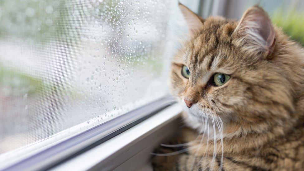 cat-rain-window.