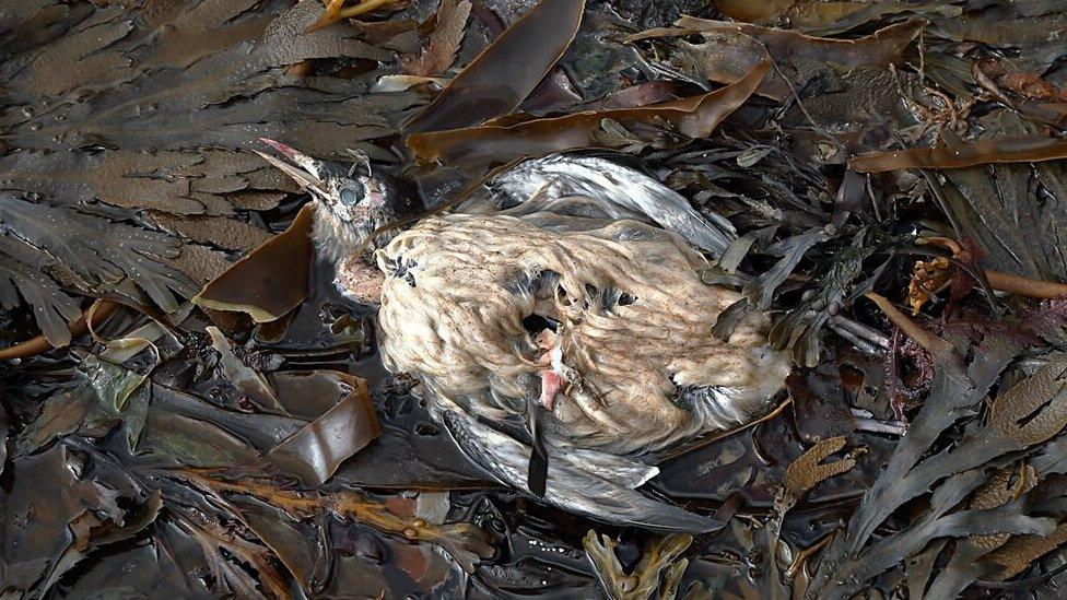 A dead guillemot washed up at Dod's Well near Berwick