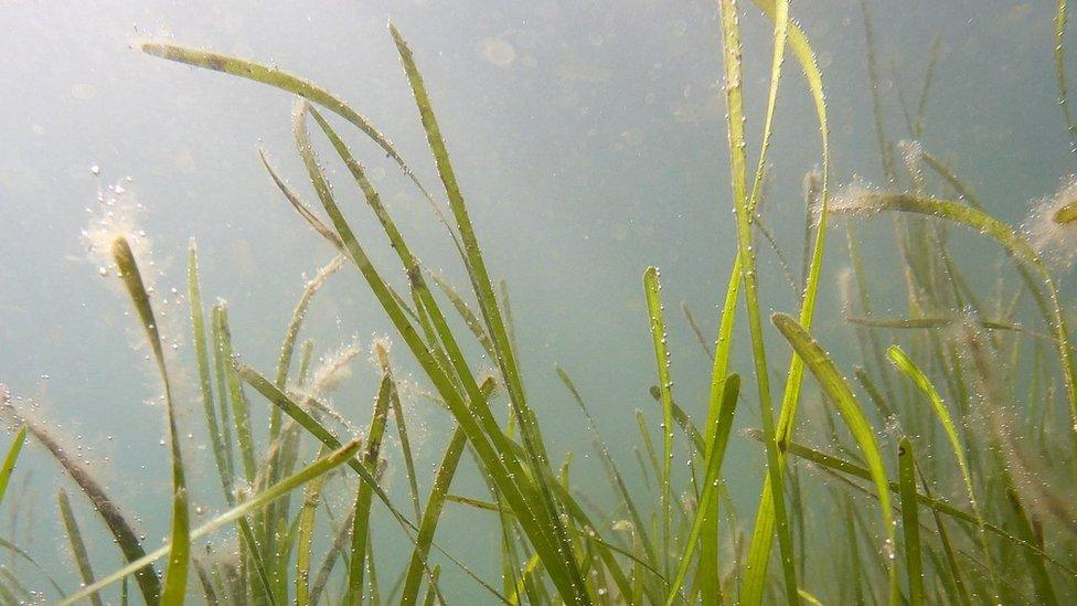 Seagrass