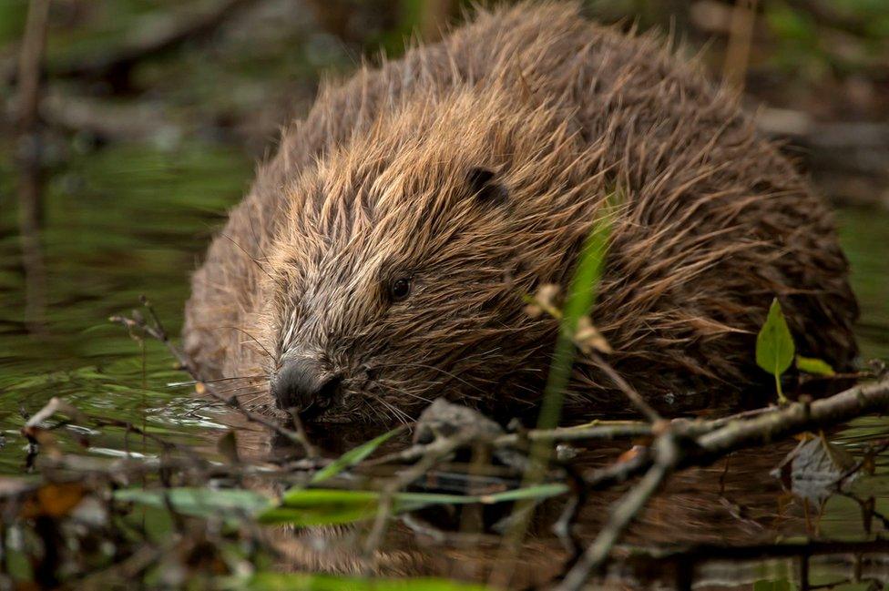 Eurasian beaver