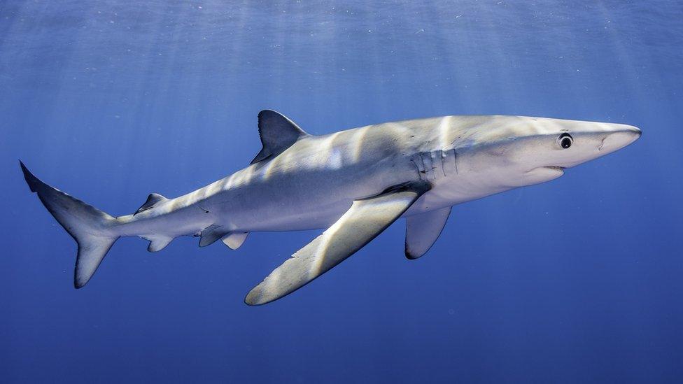 Blue shark