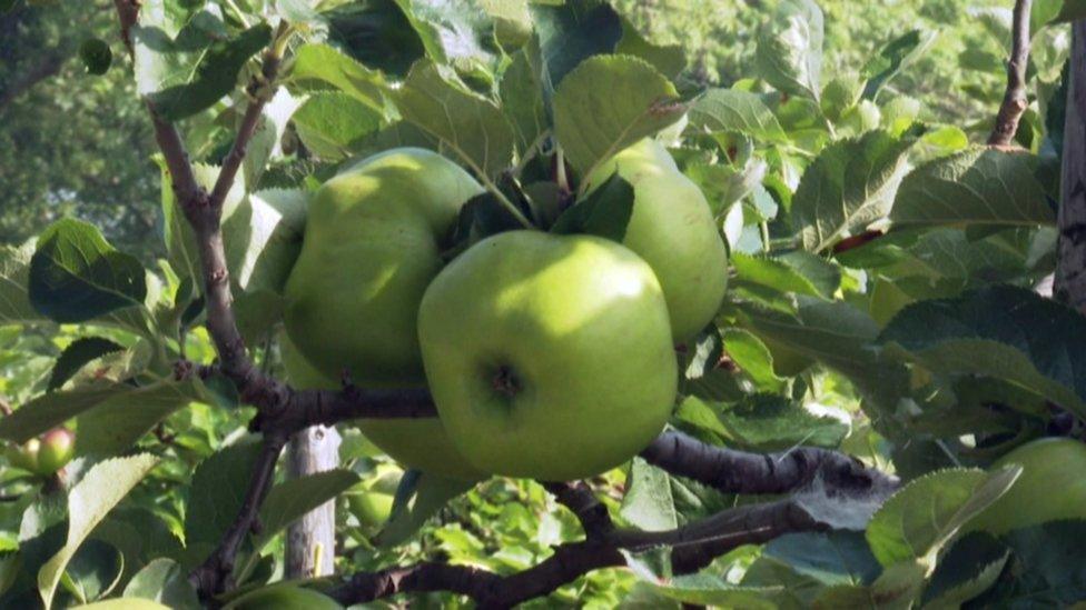 Armagh Bramley apples