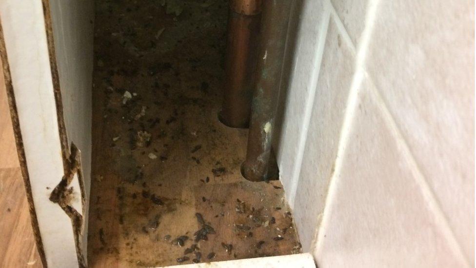 Mouse droppings in Ms Race's home.