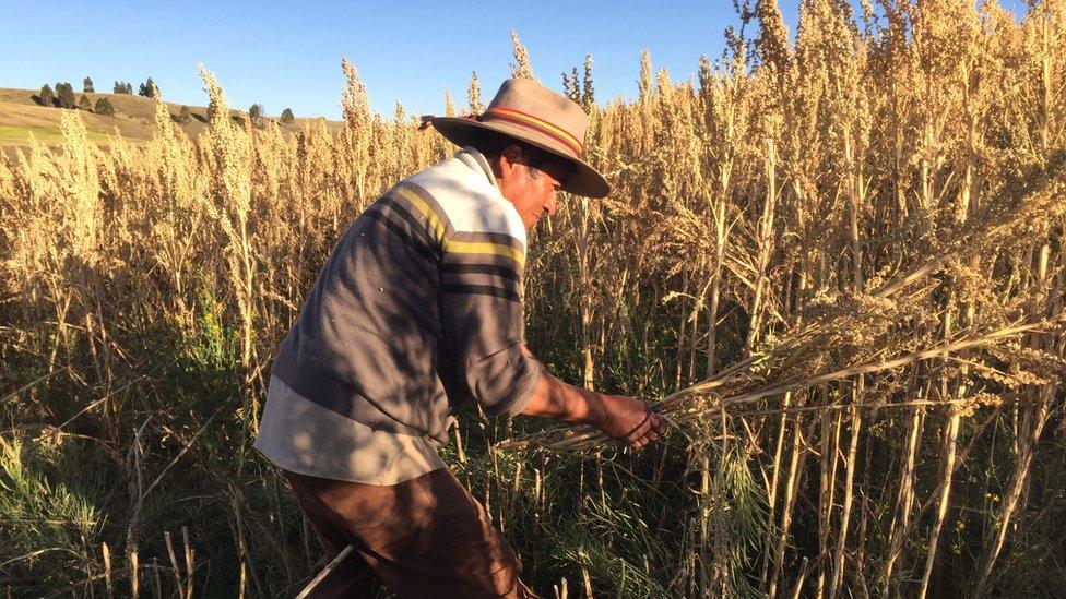 Rodrigo Cisneros harvesting quinoa