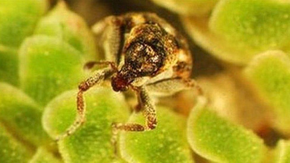 Azolla weevil, Stenopelmus rufinasus, on azolla water fern weeds