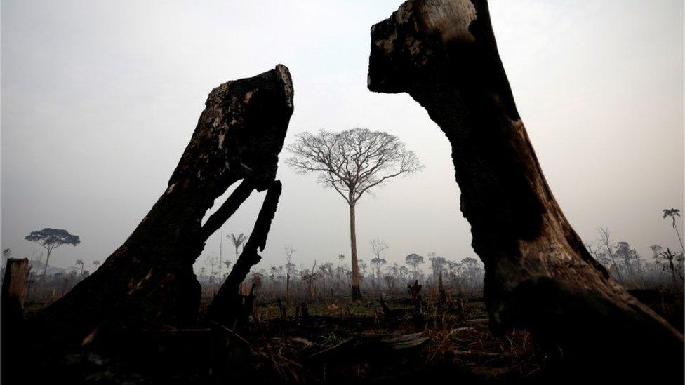 A tract of Amazon jungle is seen after a fire in Boca do Acre, Amazonas state, Brazil August 24, 2019.