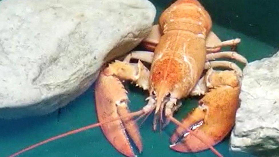 Orange lobster