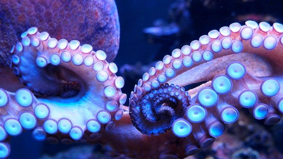 close up of an octopus with tentacles