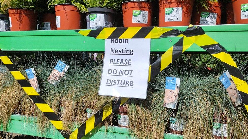 Robin nesting site