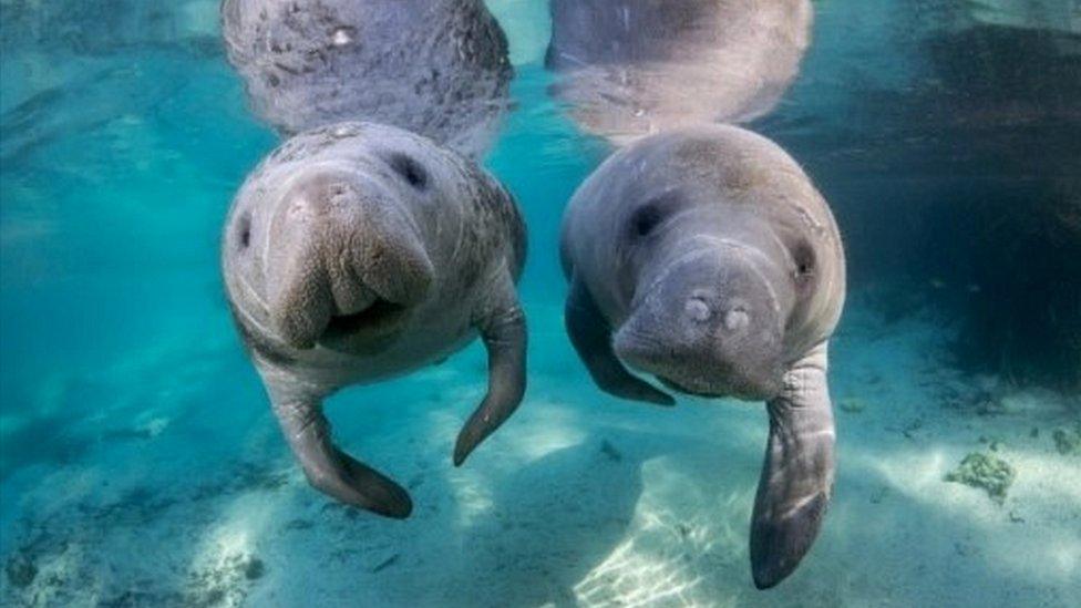 Manatees