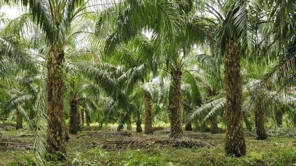 Palm oil plantation