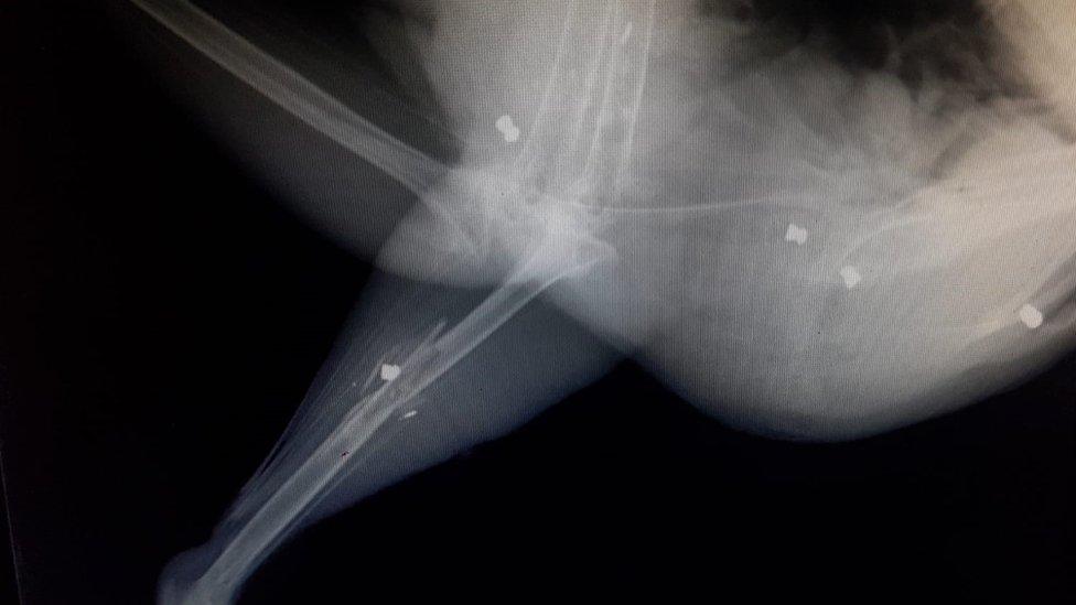 x-ray of bird