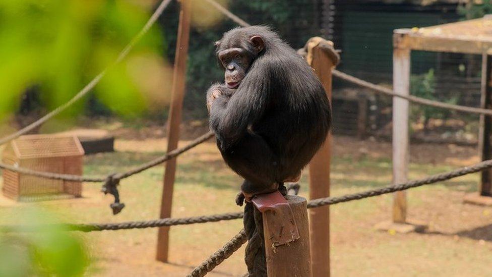 The alpha male of the group sits on the ropes in the perimeter enclosure