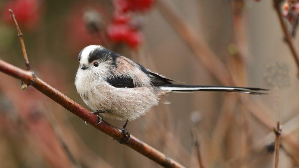 long-tailed-tit.