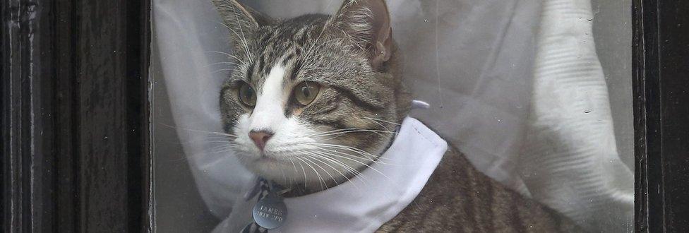 Julian Assange's cat dressed in tie and collar sits in the window of Ecuador's embassy in London, Britain November 15, 2016