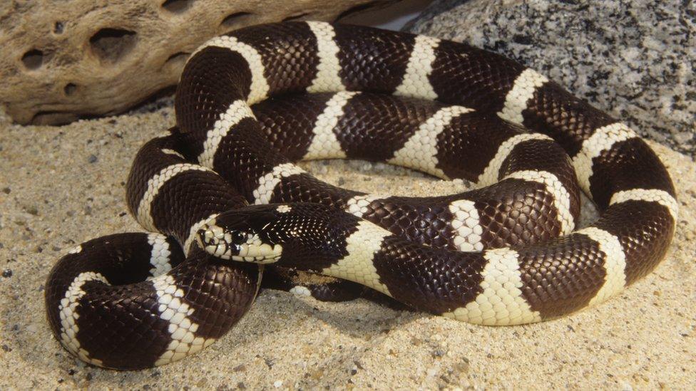 A coiled California king snake