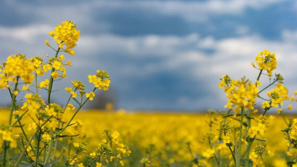 Flowers in a field