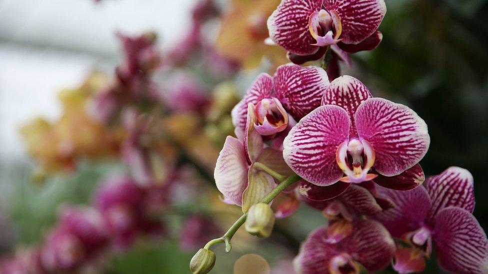 Orchids