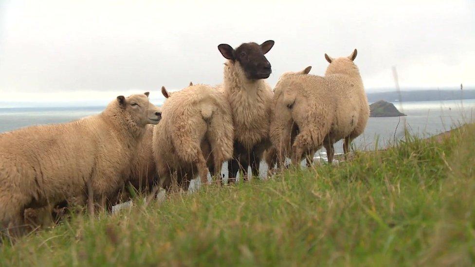 Sheep on hill