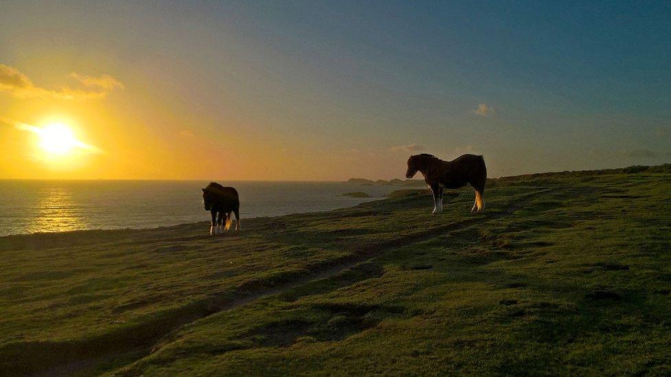 Two horses on the Wales Coast Path