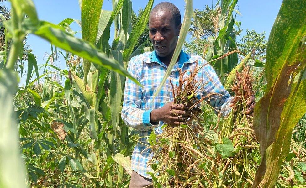 Man picking crops