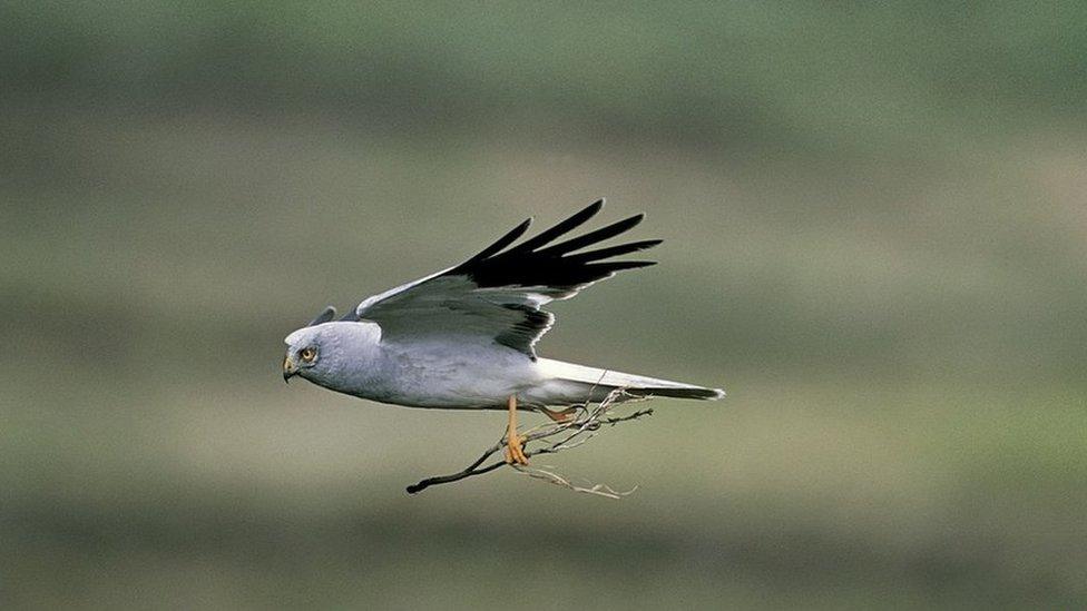 The upland is a stronghold for the hen harrier