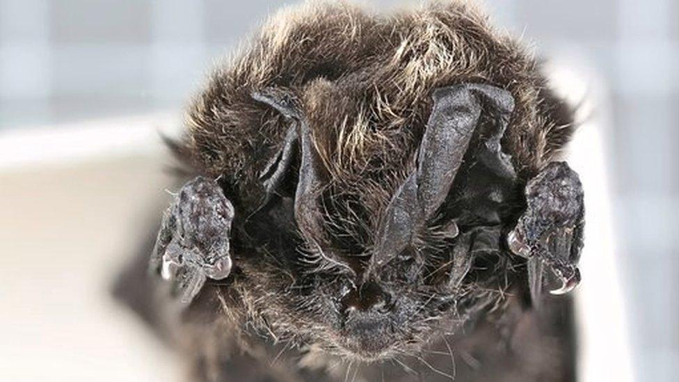 Barbastelle bat