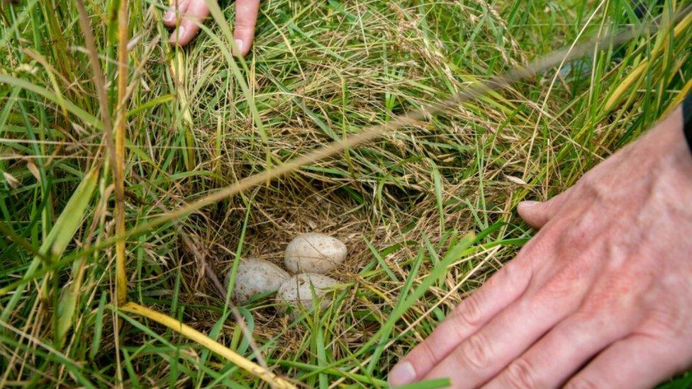 Curlew nest and eggs