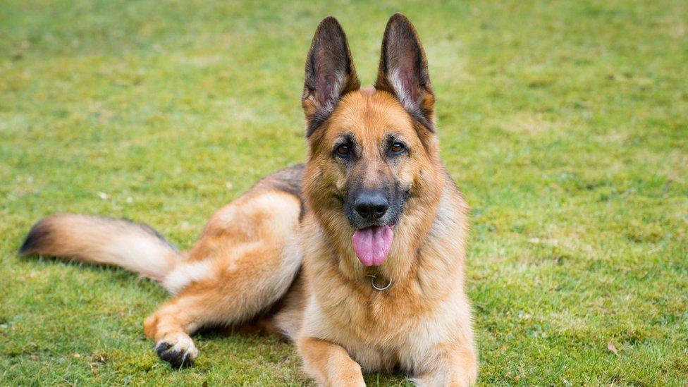 German shepherd resting on grass - stock photo