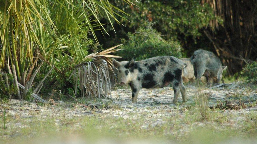 Feral pigs