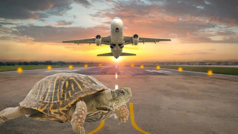 A turtle is photoshopped on to an image of an aeroplane runway. A plane is taking off above it's head, there is a sunset in the background.
