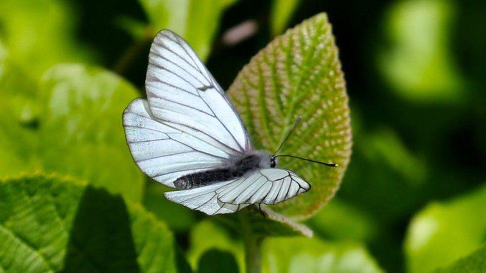 A close-up shot of a black veined white butterfly on a green leaf.