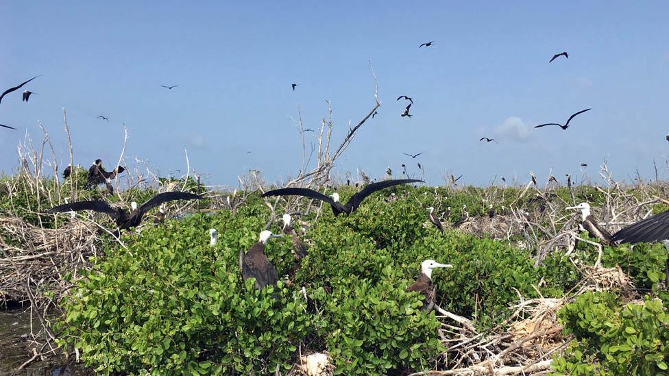 Birds on Barbuda