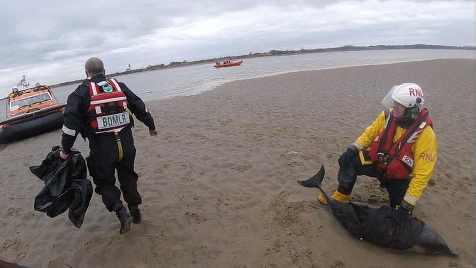 RNLI rescue dolphin