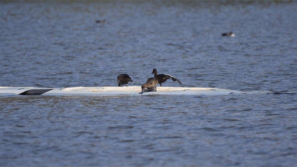 Pochards on a floating platform