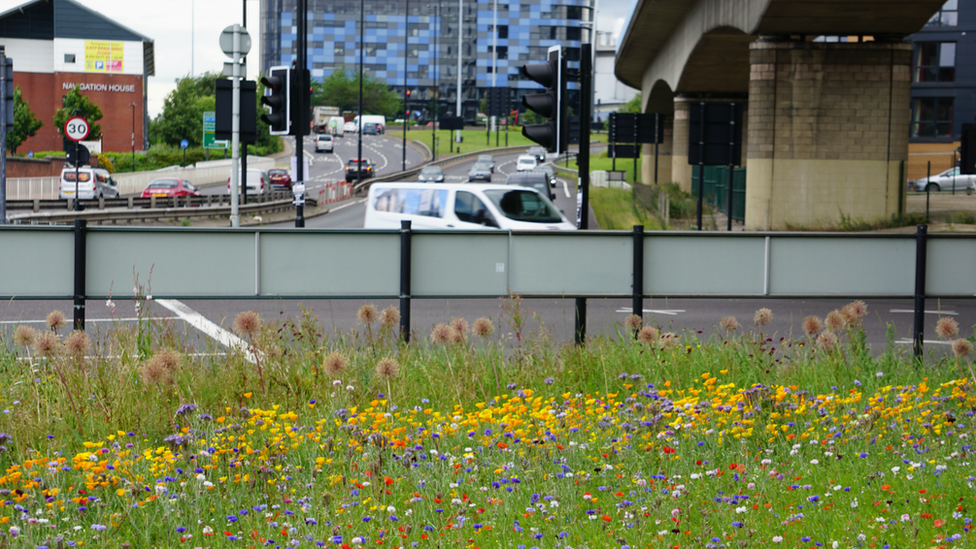 Roadside meadow in Sheffield