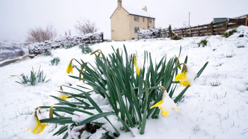 Daffodils in snow