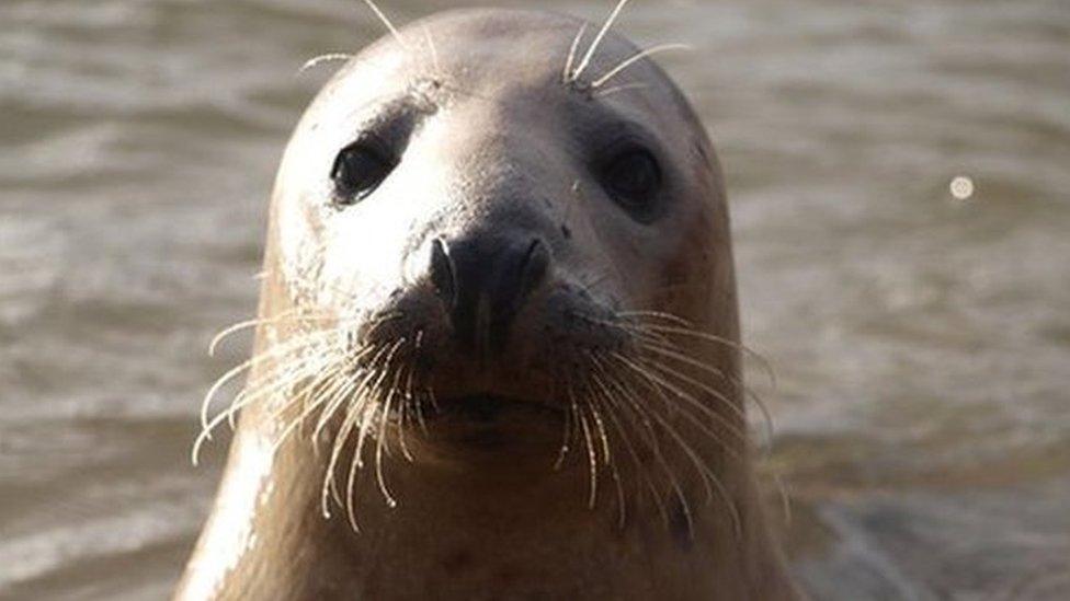 Seal at Ythan Estuary