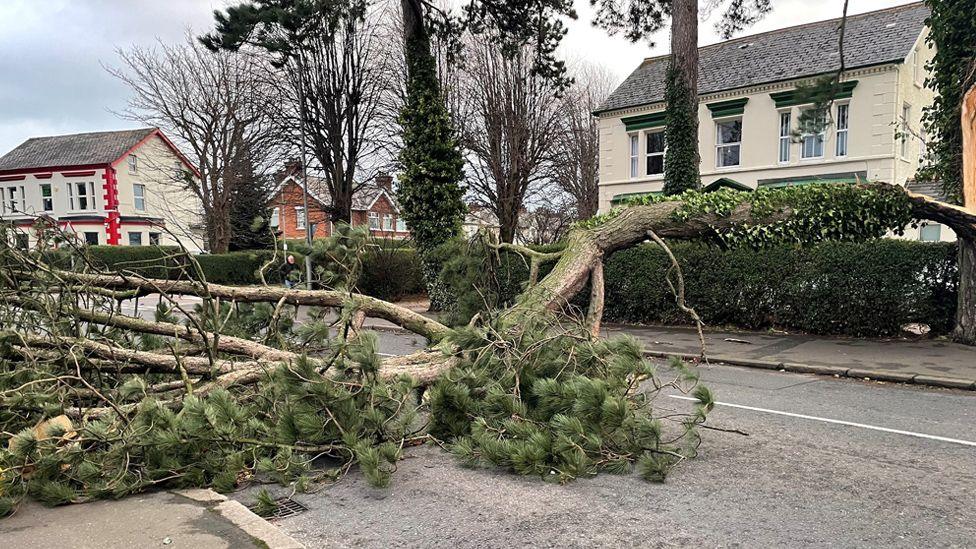 A large tree blocks a road in east Belfast, houses can be seen on one side of the pavement