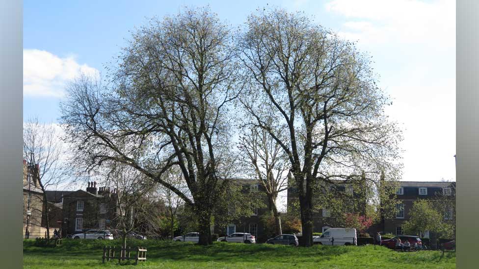 Two elms on Midsummer Common, Cambridge