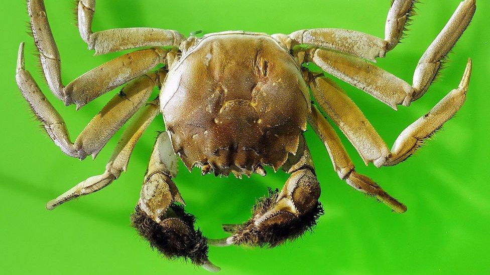 chinese mitten crab