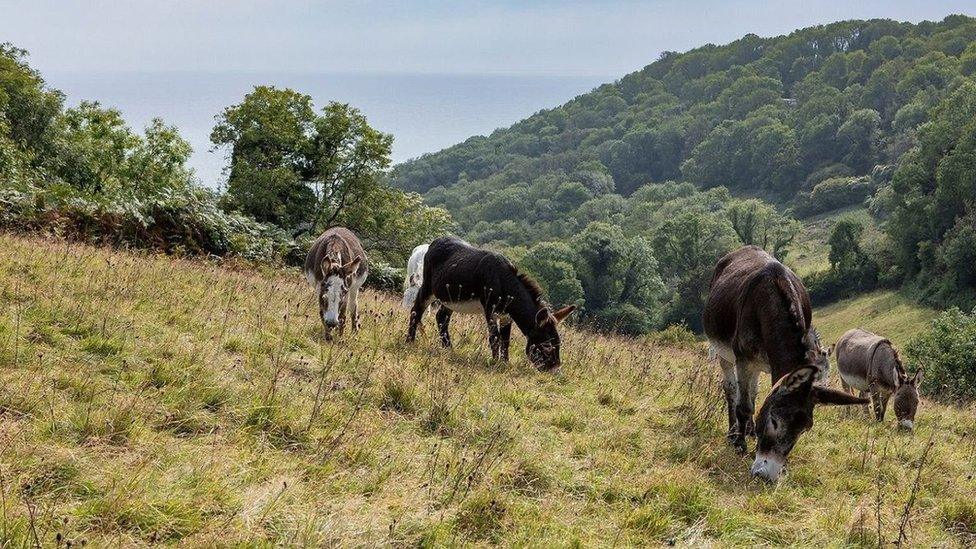 Donkeys at the Donkey Sanctuary