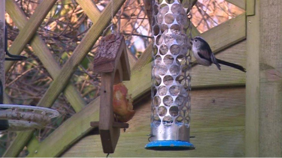 Long-tailed tits