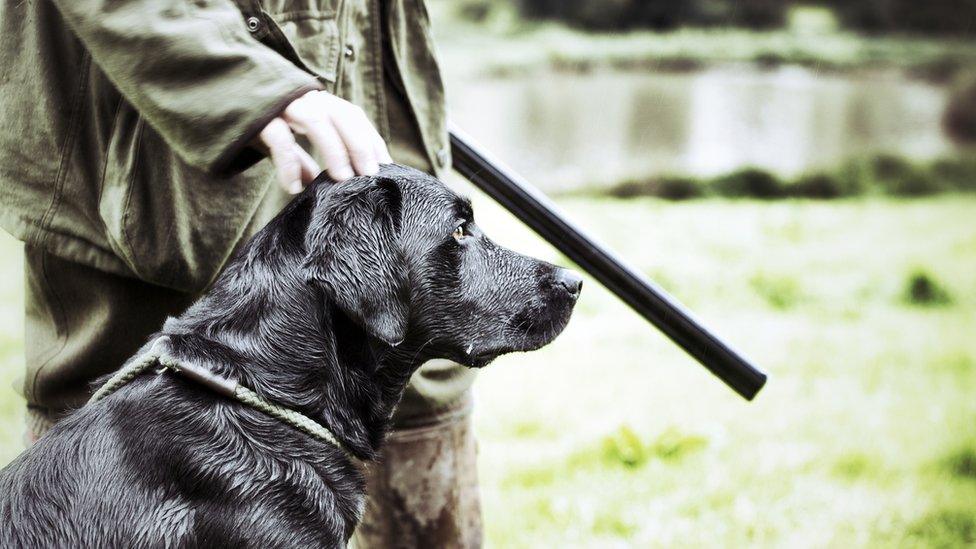 Gamekeeper with Gundog - stock picture