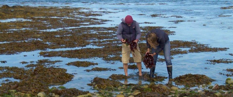 Picking up seaweed